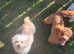 Maltipoo Puppies
