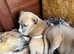 Kc reg whippet pups ready now