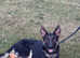 Black tan german shepherd