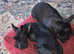 Scottish Terrier