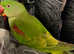 Beautiful alexandrine parrot for sale