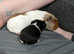 Lota of guinea pigs looking for a loving home