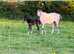 In foal broodmare