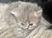 HEALTH TESTED BRITISH LONGHAIR MAINE COON KITTENS BLUE AND LILAC TABBIES