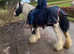 15.1h Irish cob mare