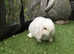 White mini lop baby rabbit born 25.08.23