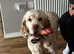 Clumber spaniel looking for forever home