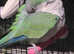 2 year old quaker parrot called Charlie