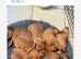 Lakeland terrier puppies