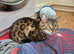 TICA Registered Bengal - Full pedigree