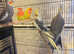 Stunning young cockatiels for sale