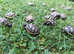 Hermann's and Spur-thighed tortoises