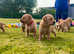 Beautiful Fox Red Labrador Puppies