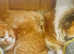Rough collie puppies