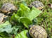 Garden Tortoises LAST TWO - Delivery Nationwide