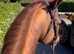 ANYBODYS ride 16.1hh gentle tb gelding happy hacker allrounder