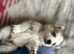RARE husky pups