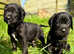Superb Springador boys only Puppies