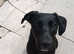 Lab x lurcher for rehome