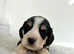 6 stunning coloured Cockapoos puppies