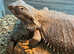 Bearded Dragon (female)