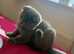 12 weeks Scottish Fold