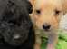 Stunning litter Jackapoo puppies ready soon