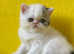 Gorgeous Exotic Shorthair kittens