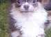 Beautiful Kc Reg lilac tri male chihuahua