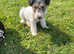 ready to go fox terriers