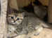 Beautiful British Shorthair kittens