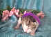 Stunning Siamese cross Ragdoll/snowshoe+ Domestic Shorthair