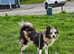 Very rare Beautiful merle pomskie (pomeranian x husky) girl