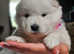 Adorable Samoyed mix puppies