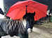 Pretty coloured mare rising 5 .12.3/13hh  dartmoor hill pony pi