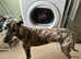 Male greyhound