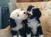 KC Registered Tibetan Terrier home bred puppies