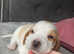 Lemon Beagle Puppies *Last girl remaining*