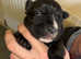 Staffy puppy