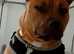 Staffie cross...bull mastiff
