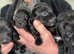 Patterjack puppies for sale