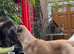 Panther Malakali pups for sale