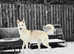 Northern Inuit Litter Planned for 2026
