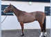 16hh 4yo bay Gelding