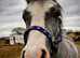 Welsh Section A Gelding Rising 2 y/o