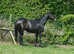 WANTED WANTED ( pic is of my horse)Super safe but not a plod
