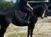 15.1hh 3 year old