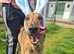 Greyhound to rehome