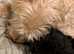 Westiepoo