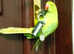 5 months old port Lincoln parrot Indian ringneck